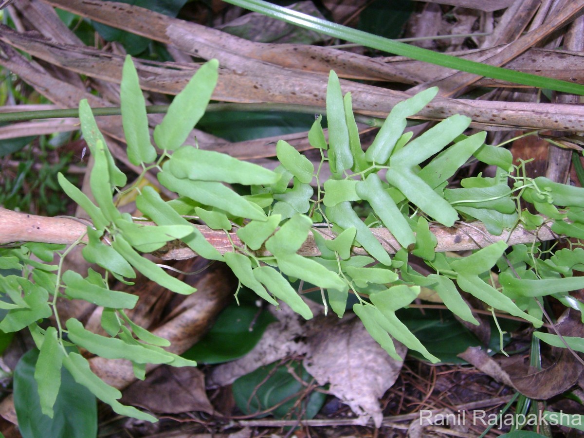 Lygodium microphyllum  (Cav.) R.Br.